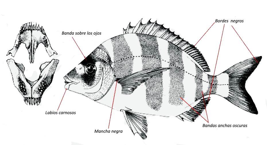 Diplodus cervinus_01.jpg